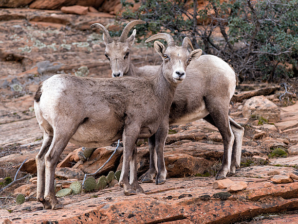 Ewes