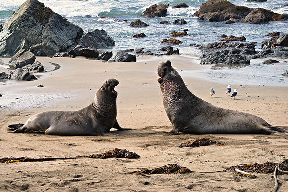 Elephant Seals