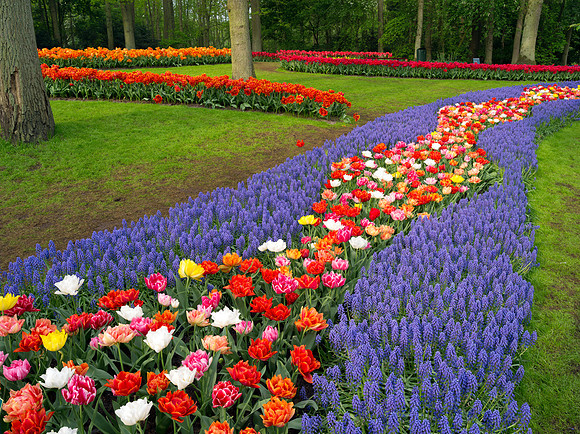 Keukenhof
