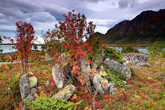 Fall colors