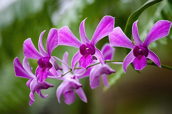 Hawaii Tropical Botanical Garden