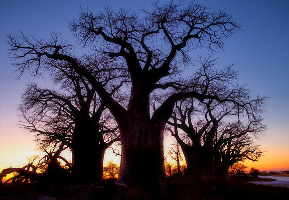 N'Xai Baobabs