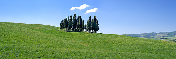 San Quirico Cypress Cluster distant