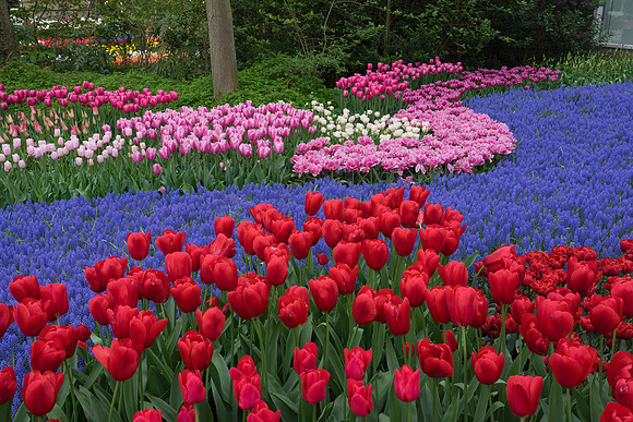 Keukenhof