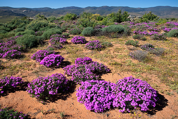 Namaqua