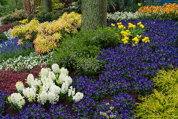 Keukenhof