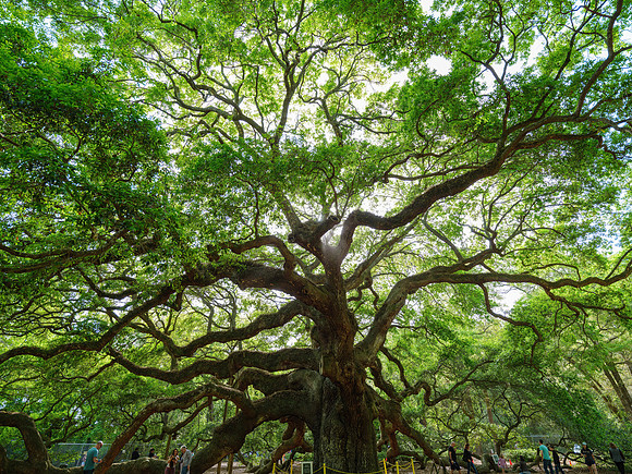 Angel Oak