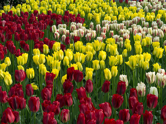 Keukenhof