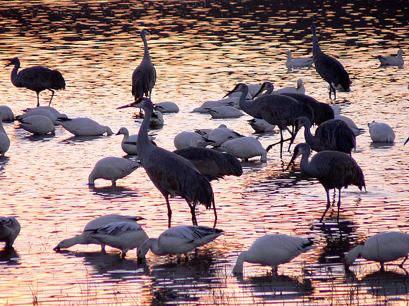 Bosque del Apache