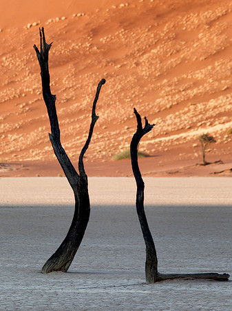 Dead Vlei