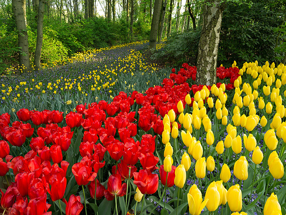 Keukenhof