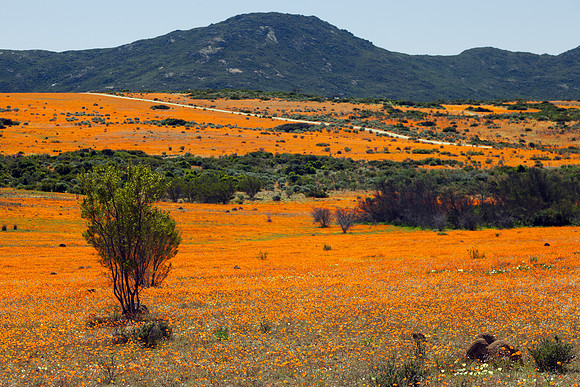 Namaqua