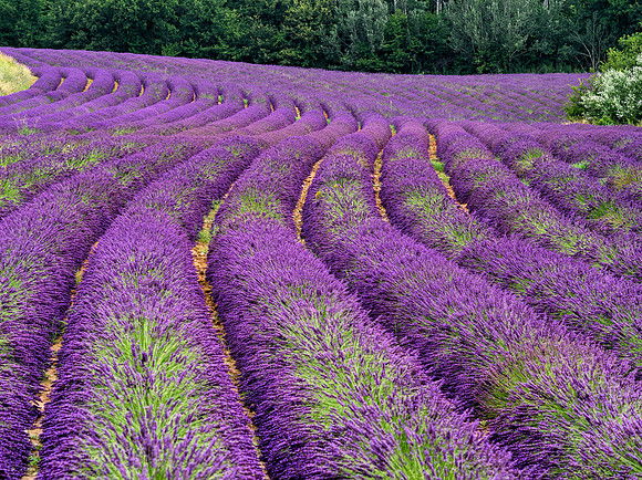 Lavender Wave