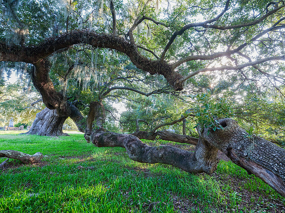 Charleston Cemetery
