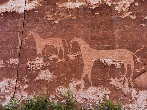 Ute Horses