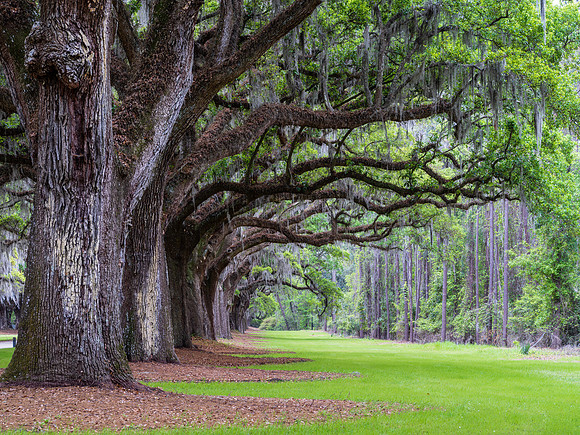 Boone Hall Plantation