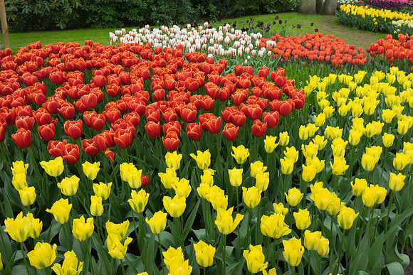 Keukenhof