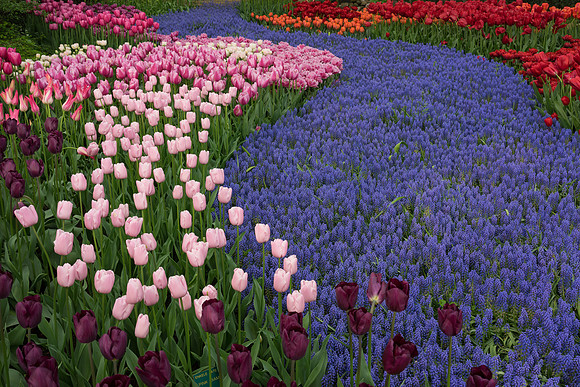Keukenhof