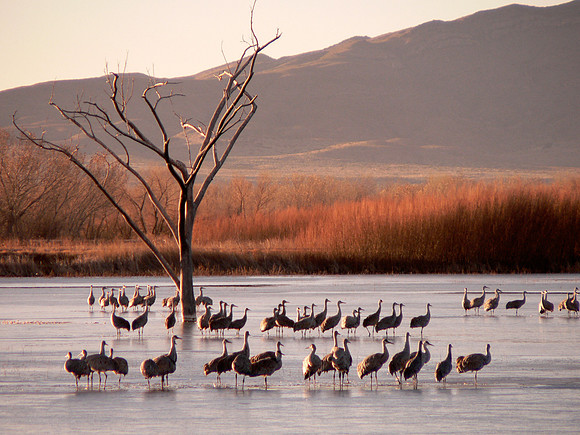 Bosque del Apache