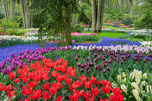 Keukenhof