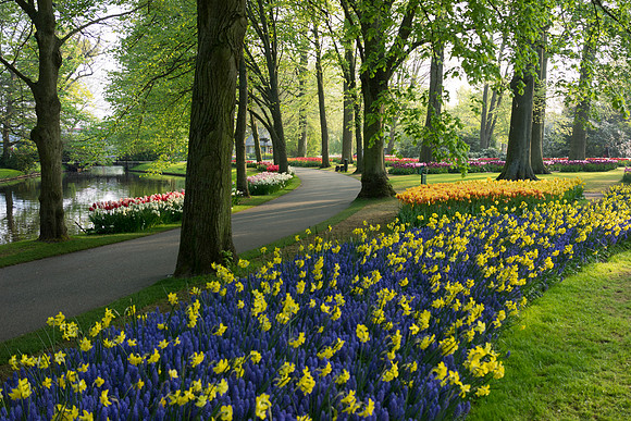 Keukenhof