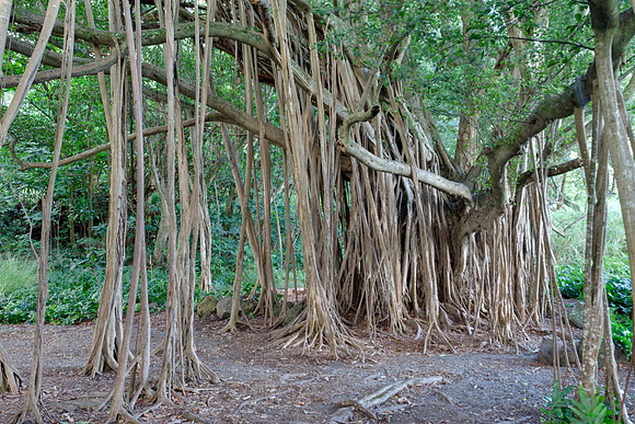 Banyan in Haleakala NP