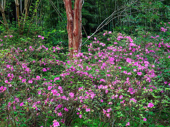 Cypress Gardens