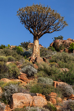 Kokerboom