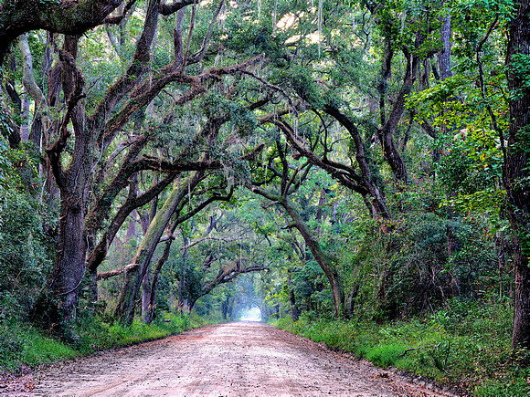 Road to Edisto