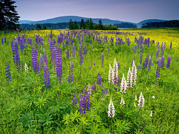 Acadia Lupine