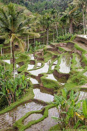 Tegalalang - Bali