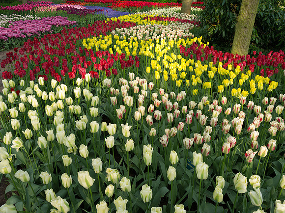 Keukenhof
