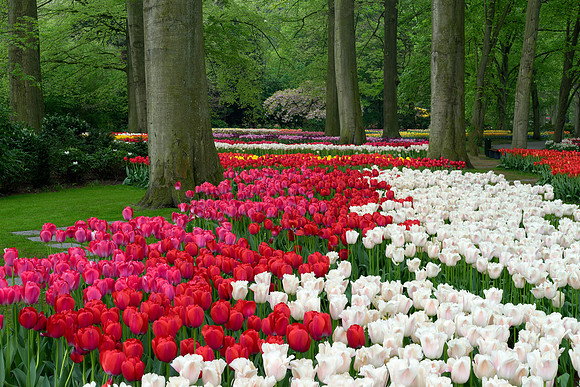 Keukenhof