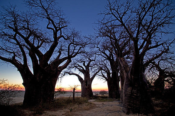 N'Xai Baobabs