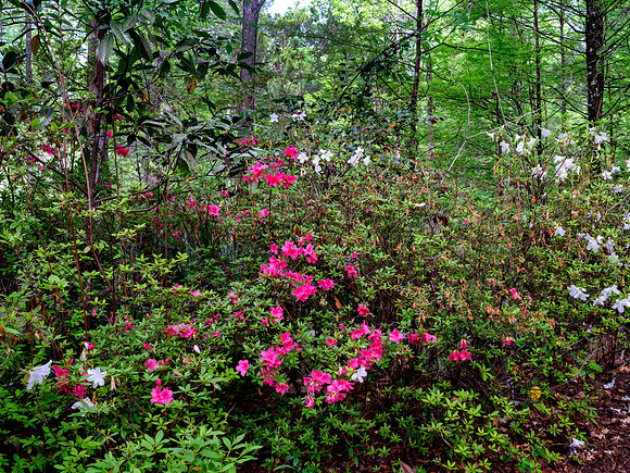Cypress Gardens