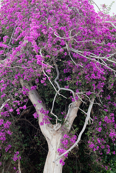 Hawaii Tropical Botanical Garden
