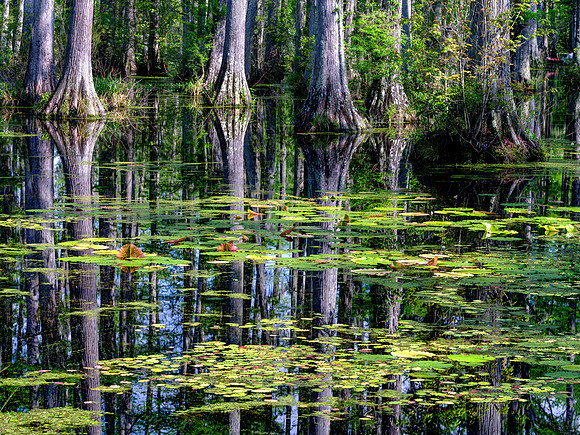 Cypress Gardens