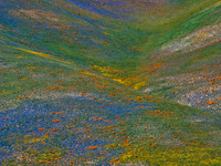 Gorman Hills Bloom