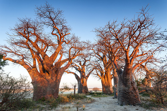 N'Xai Baobabs
