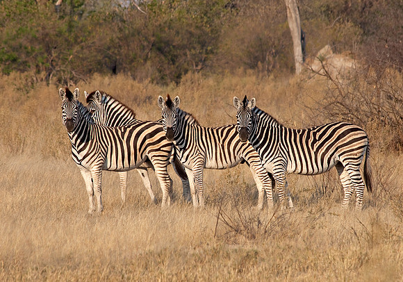Moremi