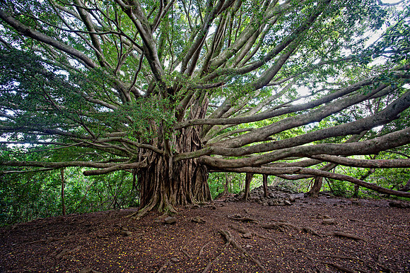 Banyan in Haleakala NP