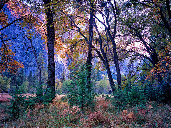 Yosemite Oaks