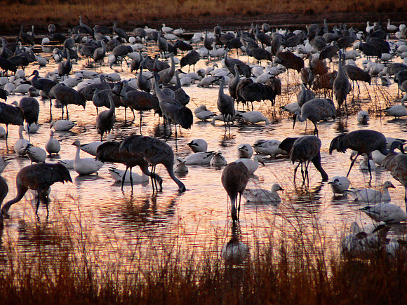 Bosque del Apache