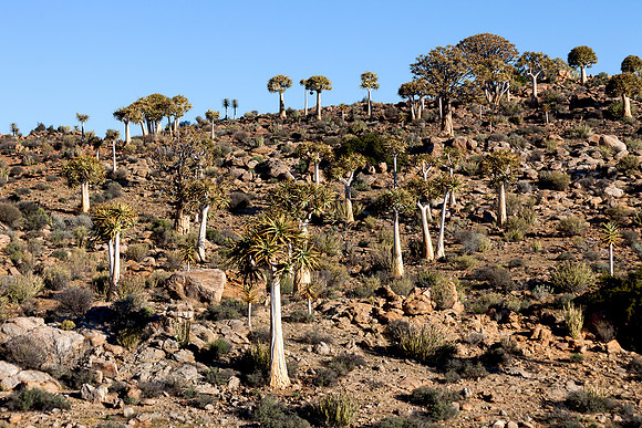 Kokerboom