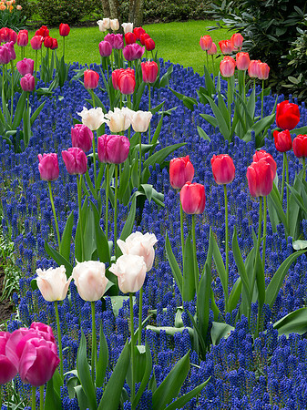 Keukenhof
