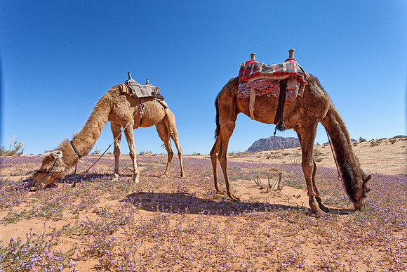 Wadi Rum