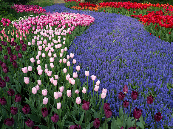 Keukenhof