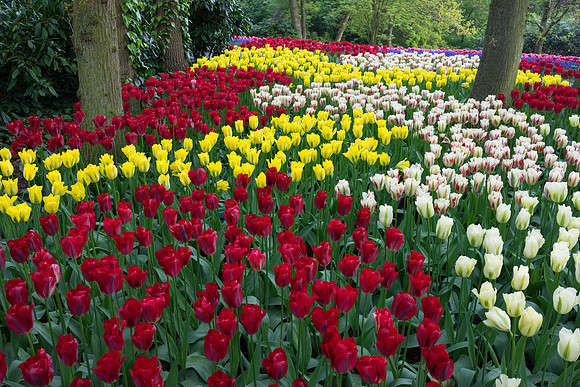 Keukenhof