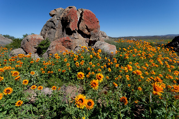 Namaqua