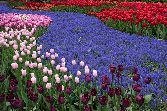 Keukenhof
